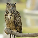 Animal Ambassador Walkabout
