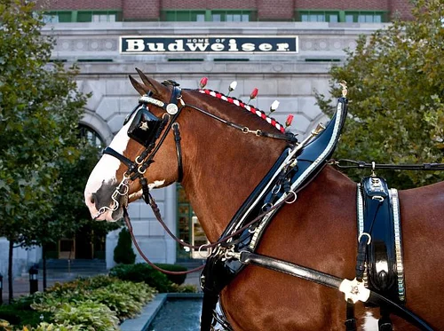 Clydesdale VIP Experience