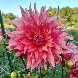 The Dahlia Table: A Dining Event at the Farm