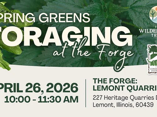 Spring Greens: Foraging at The Forge Plant Walk