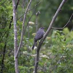 Wildlife Walk