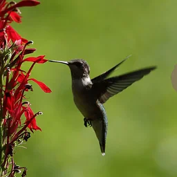Native Plant Sale
