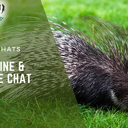 Porcupine Chat