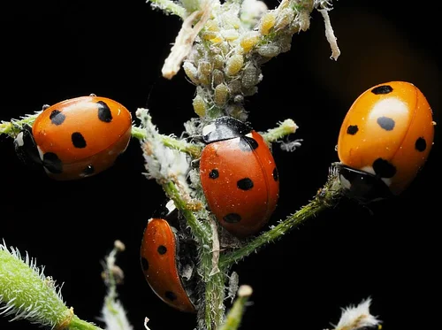 Beneficial Bugs and Garden Pests