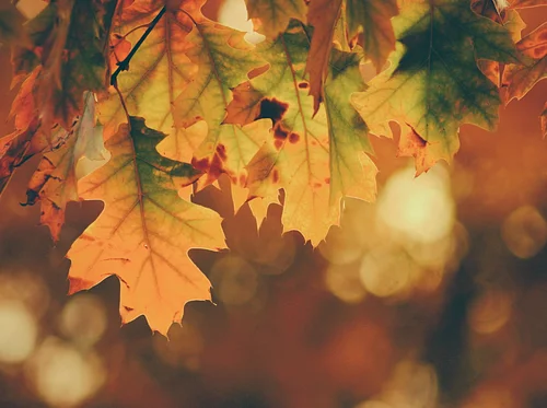 Thanksgiving Eve | Early Closing