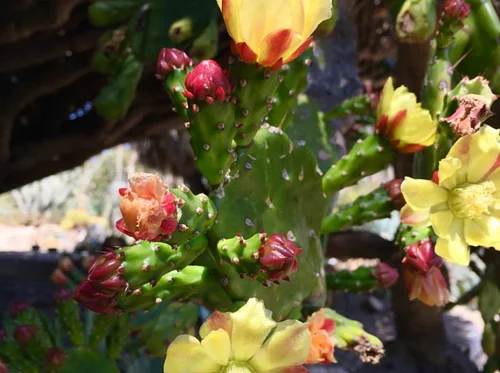 Guided Garden Tour – June 20