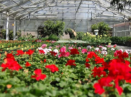 Greenhouse Tour