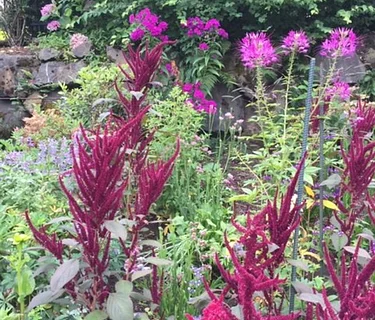 Cutting Gardens Part 2 – Bring Your Garden Indoors