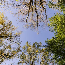 Ecological Arboriculture