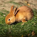 Meet our Animals: Long Haired Rabbits