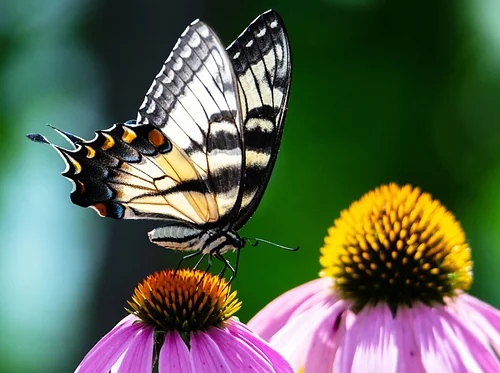Native American Heritage Wildflower Walk