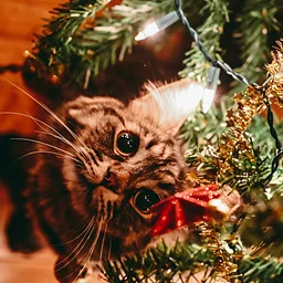 Closure: Christmas Day