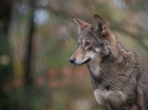 Hard of Hearing Night: Wild Wonders