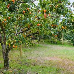 Fruit Trees: Workshop with Master Gardener Caroline Westfall