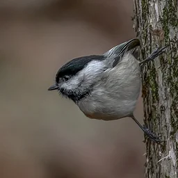 November Nature Walk: Audrey Carroll!
