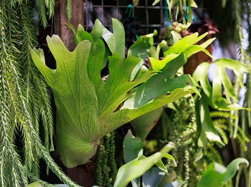 Staghorn Fern Mounting Basics