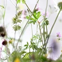 Nature’s Harvest: The Art of Wildcrafting