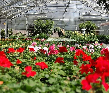 Greenhouse Tour