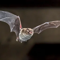 NEC Drop-in: BOOtiful Bats