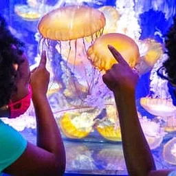Aquarium of the Pacific: Skip The Line