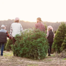 Cut-Your-Own Christmas Tree