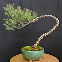 2025 The Art of Bonsai: Oct-Sat