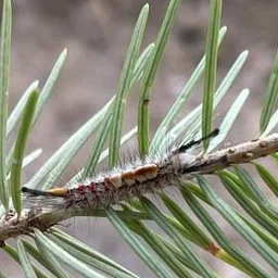 First Tuesday: Would you still love me if I was a worm…that ate trees?