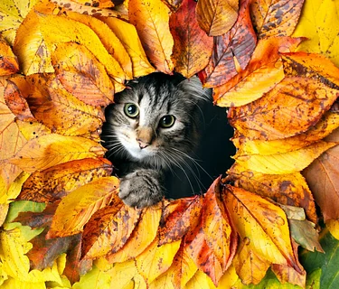 Closure: Thanksgiving Day