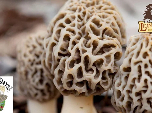 Morel Mushroom COMPETITION - Houby Days