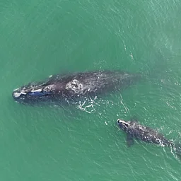 Whales & Dolphins | Six-Week Educational Course