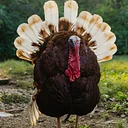 CLOSED for Thanksgiving