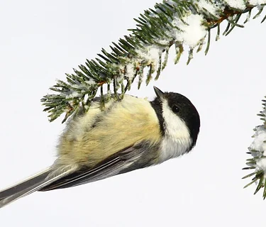Monthly Birding Outing (at Horn of the Moon Road)