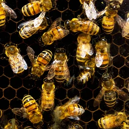 Hands-On Homeschool: Nature’s Super Teams