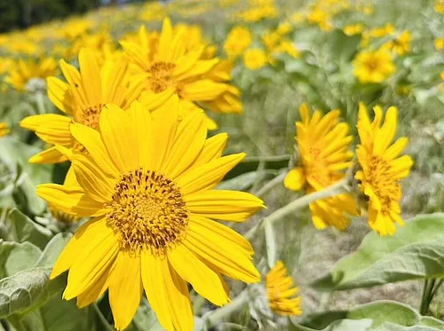 Mount Jumbo Wildflower Walk with Marilyn Marler