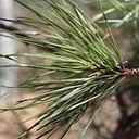 Dennis Convervation Land Trust