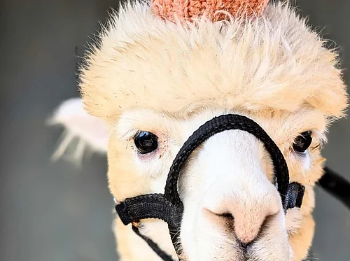 Family Farm Day: Halloween