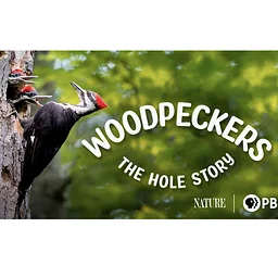 Woodpecker Walk & Documentary Screening