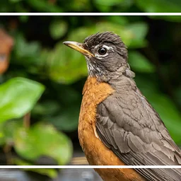 Guided Birding Walk with MOU