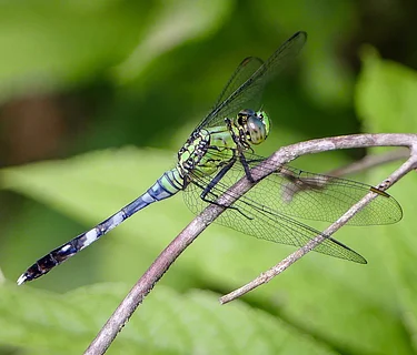 Dragons and Damsels in the Gardens