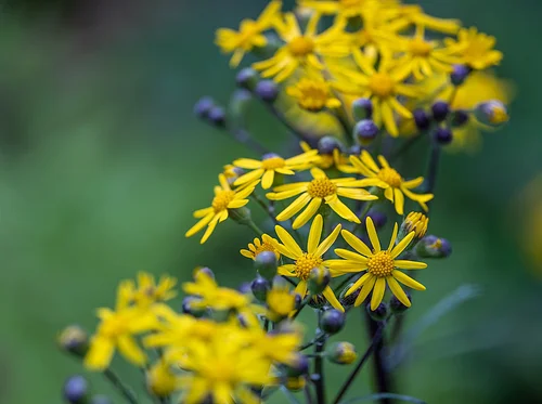 Hybrid Native Plants of Spring