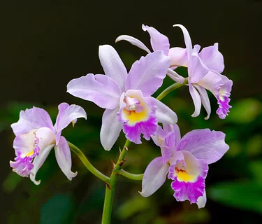 Naples Orchid Society Annual Show & Sale