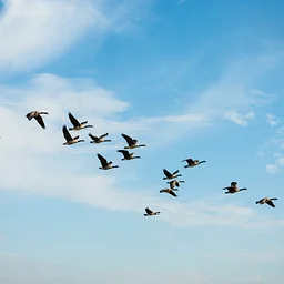 Fall Birding Walks – World Migratory Bird Day