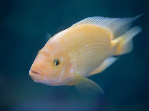 Fish Chat in the Tropics