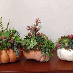 Holiday Succulent Pumpkins