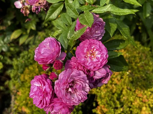 Old Garden Roses