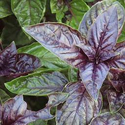 Developing Reverent Relationships with Plants: Herbal Stovetop Potpourri