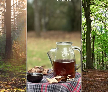 Forest Therapy Class: Forest Bathing