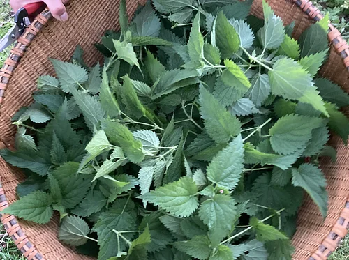 Medicine from Your Backyard Foraging Walk
