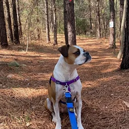 Highland Rustic Trails Dog Day