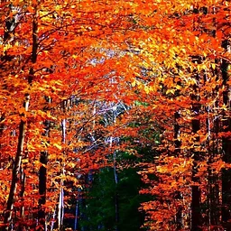 AUTUmN Nature Scavenger Hunt